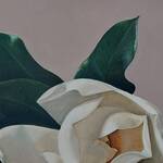 Immagine: 3 Colle - magnolia con foglie giganti 50x60