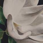 Immagine: 5 Colle - magnolia con sfondo nero 60x50