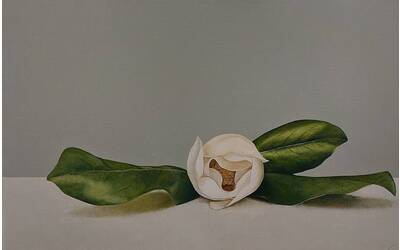 Immagine: 8 Colle - magnolia con foglia oblunghe 30x50
