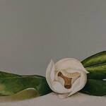 Immagine: 8 Colle - magnolia con foglia oblunghe 30x50