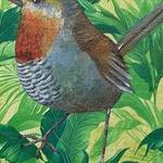 Immagine: Alen Sani Andrea - Chucao - Uccelli del Cile - acrilico 30x30