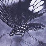 Immagine: Grazioli Silvia -Mariposa