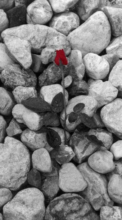Immagine: Lebenicnik rosa
