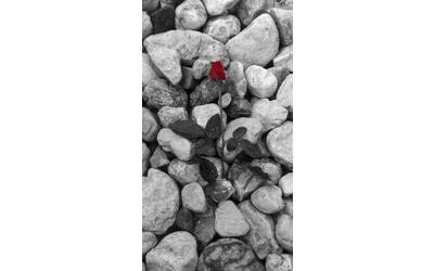 Immagine: Lebenicnik rosa
