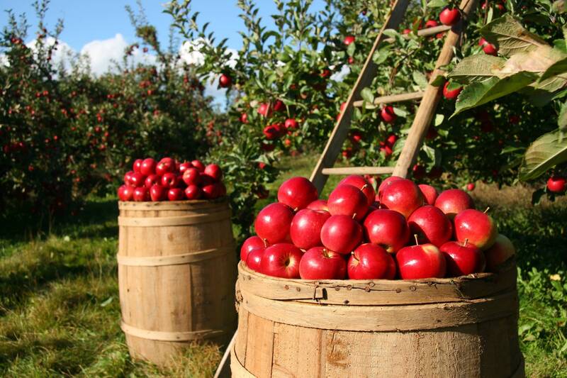SOSTEGNO ALL’AGRICOLTURA: LA REGIONE STANZIA FONDI PER AZIENDE IN CONDIZIONI SVANTAGGIATE
