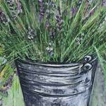 Immagine: Mesrian - lavanda - lavander