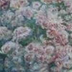 Immagine: Begonia in fiore
