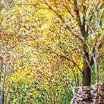 Immagine: Bosco d'autunno
