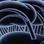 Immagine: Bosco (Pineta), 2007