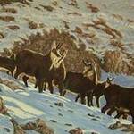 Immagine: Camosci