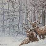 Immagine: Cervi