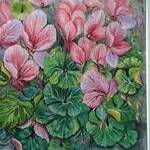 Immagine: Ciclamino - Cyclamen