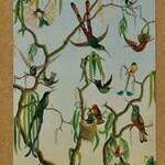 Immagine: Colibri