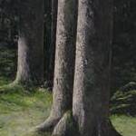 Immagine: Coppie collaudate