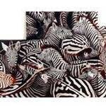 Immagine: Cristiane Windhost “ Zebre”