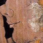 Immagine: Dettaglio 6