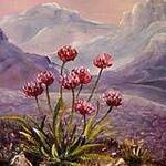 Immagine: fiori,1