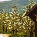 Immagine: fiori 17