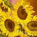 Immagine: fiori 22