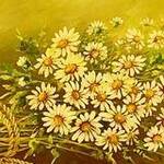 Immagine: fiori 23