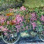 Immagine: fiori 3