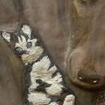Immagine: Foto 13