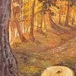 Immagine: funghi, 10