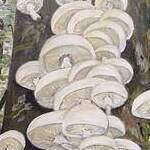 Immagine: funghi 13