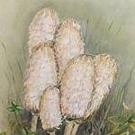 Immagine: funghi 14