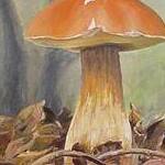 Immagine: funghi 2