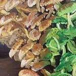 Immagine: funghi 23