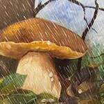Immagine: funghi 24
