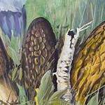 Immagine: funghi 25