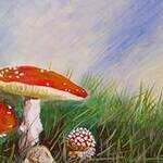 Immagine: funghi 27