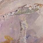 Immagine: funghi 3
