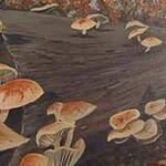 Immagine: funghi 31