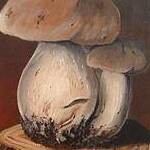 Immagine: funghi 33