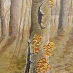 Immagine: funghi 9