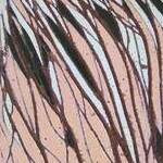 Immagine: Graffi sulla pelle, 1992