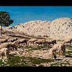 Immagine: Gregge Algeria