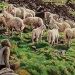 Immagine: Gregge III