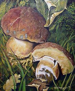 Immagine: I funghi
