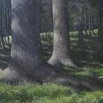 Immagine: I segreti del bosco vecchio