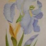 Immagine: Iris Blu (Miniatura)(Blue Iris)