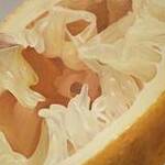 Immagine: Limone spremuto