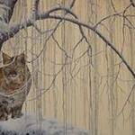 Immagine: Lince