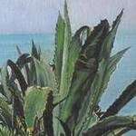 Immagine: Marina con agave