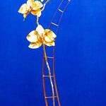 Immagine: Orchidea