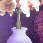 Immagine: Orchiedee