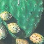 Immagine: Paletta fico d'India